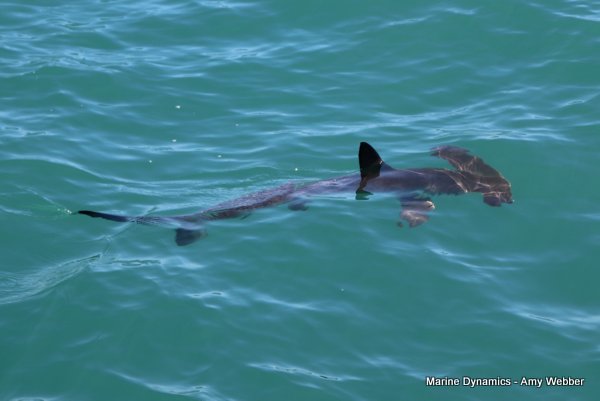 Hammerhead shark, South Africa